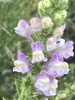 Close up of the flower cluster