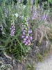 Form of the plant in bloom