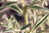 Closes up of hairs on leaves and stem