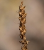 Brown capsules in January