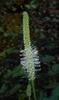 Sanguisorba canadensis