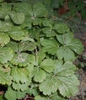 W. fragraroides
