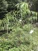 Salix, Young tree
