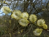 Salix caprea