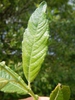 Salix caprea