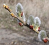 Salix caprea