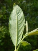 Salix caprea
