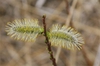 Salix discolor