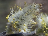 Salix discolor
