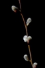 Salix discolor