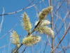 Salix discolor