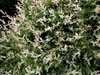 Salix integra 'Hakuro Nishiki'