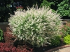 Salix integra 'Hakuro Nishiki'