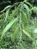Salix