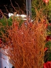 A bucket of red, contorted and twisted stems without leaves.