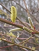 Salix sachhalinensis 'Sekka'