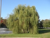 Salix alba 'Tristis' Form
