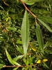 Salix alba