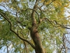 POV looking up into a tree with contorted branches.