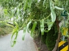 Leafy shoot showing corkscrew growth form.