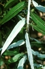 Leaves