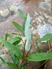 Salix caroliniana