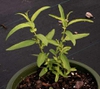 Salix spp.