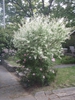 Trimmed Form