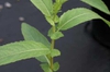 Salix spp.
