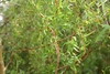Curly brown branches & green pinnated curly leaves in April. VA