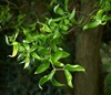 Leafy shoot showing corkscrew growth form.