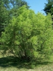 Salix nigra