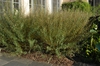 Salix purpurea 'Nana'