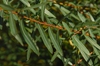 Salix purpurea 'Nana'