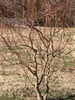 Leafless tree with contorted branches.