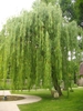 Weeping form