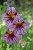 Salpiglossis sinuata- olero