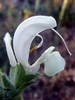 White, strongly 2-lipped flower.