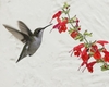 Hummingbird on feeding on red, tubular flowers.