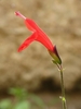 Single red, 2-lipped, tubular flower.