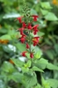 Spike of red, 2-lipped flowers.