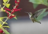Spike of red, 2-lipped flowers visited by a hummingbird
