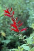 Spike of red, 2-lipped flowers.