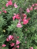 shrubby plant with pink, 2-lipped flowers.