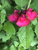 three pink, showy, 2-lipped flowers.