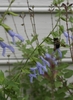 Bee robbing nectar by biting a hole in the floral tube.