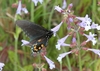Pale lavender trumpet-shaped flowers visited by a butterfly