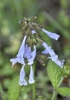 Erect spike of pale blue flowers.
