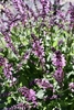 Erect spikes of small pink flowers.