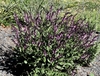 low plant with erect spikes of small pink flowers.